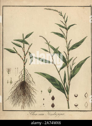 Poivre d'eau, Persicaria hydropiper. La gravure sur cuivre coloriée par F. Guimpel de Dr. Friedrich Gottlob Hayne's Botanique Médicale, Berlin, 1822. Hayne (1763-1832) était un botaniste allemand, apothicaire et professeur de botanique pharmaceutique à l'Université de Berlin. Banque D'Images