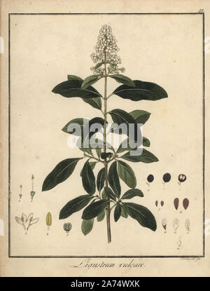 Wild troène, Ligustrum vulgare. La gravure sur cuivre coloriée par F. Guimpel de Dr. Friedrich Gottlob Hayne's Botanique Médicale, Berlin, 1822. Hayne (1763-1832) était un botaniste allemand, apothicaire et professeur de botanique pharmaceutique à l'Université de Berlin. Banque D'Images