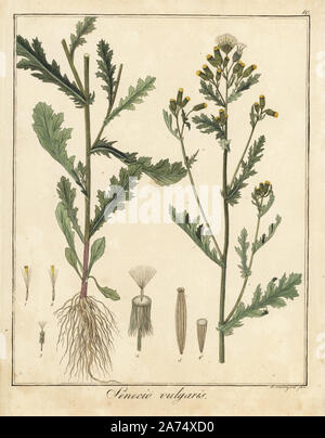 Le séneçon vulgaire, Senecio vulgaris. La gravure sur cuivre coloriée par F. Guimpel de Dr. Friedrich Gottlob Hayne's Botanique Médicale, Berlin, 1822. Hayne (1763-1832) était un botaniste allemand, apothicaire et professeur de botanique pharmaceutique à l'Université de Berlin. Banque D'Images