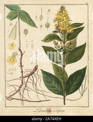 La salicaire, Lysimachia vulgaris jardin. La gravure sur cuivre coloriée par F. Guimpel de Dr. Friedrich Gottlob Hayne's Botanique Médicale, Berlin, 1822. Hayne (1763-1832) était un botaniste allemand, apothicaire et professeur de botanique pharmaceutique à l'Université de Berlin. Banque D'Images