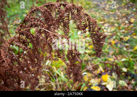 Fougères sèches en forêt d'automne sur fond naturel brouillée, close-up photo avec soft focus sélectif Banque D'Images