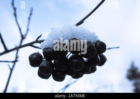 Aronia de baies. Aronie tas recouvert de givre et de neige sous ciel nuageux, macro photo avec selective focus Banque D'Images