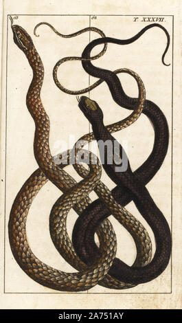 Cobra indien, Naja naja, 62 et Malayan vine snake, Ahaetulla mycterizans 63. Coloriée à la gravure sur cuivre de G. T. Wilhelm's 'Encyclopédie d'Histoire Naturelle : Amphibia, Augsburg, 1794'. Tobias Gottlieb Wilhelm (1758-1811) était un prêtre bavarois et naturaliste allemand connu sous le nom de Buffon. Banque D'Images