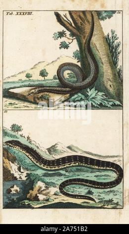 Ver-lent regard ou d'un ver, Anguis fragilis 64, et de l'est un lézard, verre Ophisaurus ventralis 65. Coloriée à la gravure sur cuivre de G. T. Wilhelm's 'Encyclopédie d'Histoire Naturelle : Amphibia, Augsburg, 1794'. Tobias Gottlieb Wilhelm (1758-1811) était un prêtre bavarois et naturaliste allemand connu sous le nom de Buffon. Banque D'Images