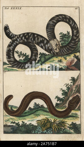 Ver noir et blanc lézard, Amphisbaena fuliginosa 66, et Guayaquil, cécilien Caecilia tentaculata 67. Coloriée à la gravure sur cuivre de G. T. Wilhelm's 'Encyclopédie d'Histoire Naturelle : Amphibia, Augsburg, 1794'. Tobias Gottlieb Wilhelm (1758-1811) était un prêtre bavarois et naturaliste allemand connu sous le nom de Buffon. Banque D'Images