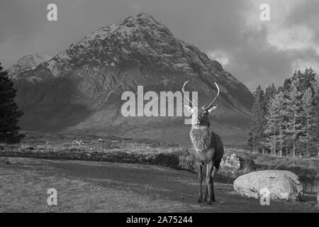 Deer stag à Glencoe, Highlands, en Écosse, le noir et blanc Banque D'Images