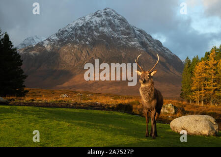 Red Deer Stag, Glencoe, kingshouse, Lochaber, Highlands, Ecosse, Royaume-Uni. Banque D'Images