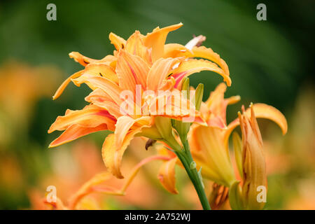 Orange fleurs d'hémérocalles fulva variété littorea, lis du jour côtières Banque D'Images