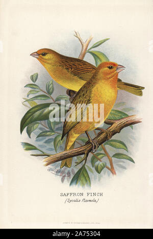 Sicalis flaveola Saffron Finch,. Chromolithographie par Brumby et Clarke d'après une peinture de Frederick William Frohawk de Arthur Gardiner Butler's 'Les pinsons en captivité à l'étranger, Londres, 1899. Banque D'Images