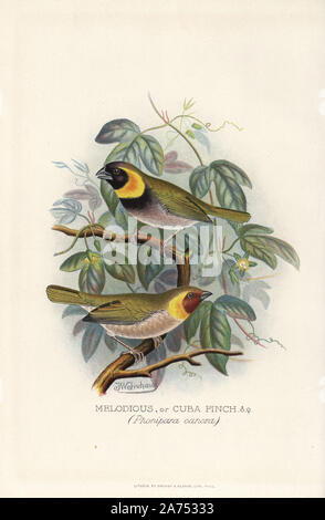 Cuban grassquit, Tiaris canorus. (Ou mélodieuse Cuba Finch, Phonipara canora) Chromolithographie par Brumby et Clarke d'après une peinture de Frederick William Frohawk de Arthur Gardiner Butler's 'Les pinsons en captivité à l'étranger, Londres, 1899. Banque D'Images