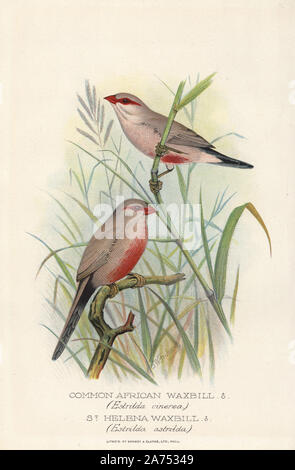 À croupion noir, waxbill Estrilda troglodytes, et commun, Sainte-Hélène waxbill Estrilda astrild. Chromolithographie par Brumby et Clarke d'après une peinture de Frederick William Frohawk de Arthur Gardiner Butler's 'Les pinsons en captivité à l'étranger, Londres, 1899. Banque D'Images