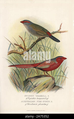 Red-browed finch ou Sydney waxbill, Neochmia temporalis, et de cramoisi ou australien, pinsons, Neochmia phaeton. Chromolithographie par Brumby et Clarke d'après une peinture de Frederick William Frohawk de Arthur Gardiner Butler's 'Les pinsons en captivité à l'étranger, Londres, 1899. Banque D'Images