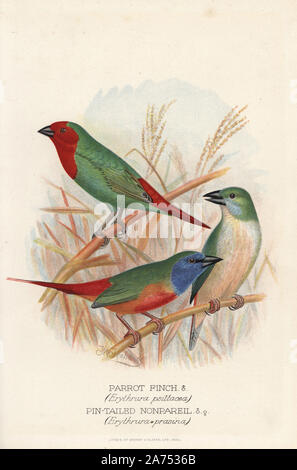 Red-throated parrot Finch, Erythrura psittacea et pin-tailed parrot Finch, Erythrura prasina. Chromolithographie par Brumby et Clarke d'après une peinture de Frederick William Frohawk de Arthur Gardiner Butler's 'Les pinsons en captivité à l'étranger, Londres, 1899. Banque D'Images