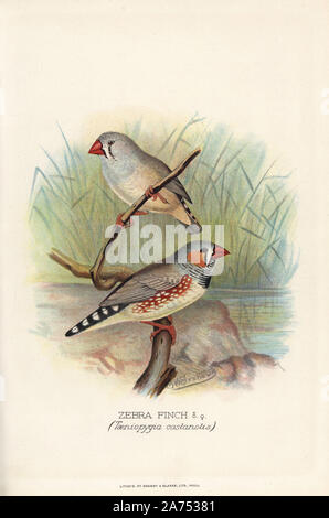 Zebra Finch, Taeniopygia guttata. (T. castanotis) Chromolithographie par Brumby et Clarke d'après une peinture de Frederick William Frohawk de Arthur Gardiner Butler's 'Les pinsons en captivité à l'étranger, Londres, 1899. Banque D'Images