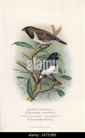 La munia Lonchura cucullata, bronze et noir et blanc, de la munia Lonchura bicolor. Chromolithographie par Brumby et Clarke d'après une peinture de Frederick William Frohawk de Arthur Gardiner Butler's 'Les pinsons en captivité à l'étranger, Londres, 1899. Banque D'Images