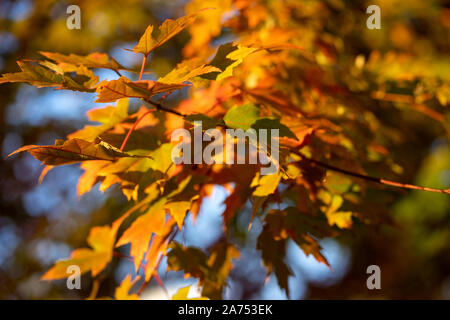 L'automne est ma période préférée de l'année et à l'automne à Toronto est spectaculairement coloré. Banque D'Images