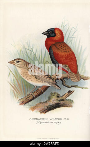 Grenadier Euplectes orix orix, Weaver. Chromolithographie par Brumby et Clarke d'après une peinture de Frederick William Frohawk de Arthur Gardiner Butler's 'Les pinsons en captivité à l'étranger, Londres, 1899. Banque D'Images