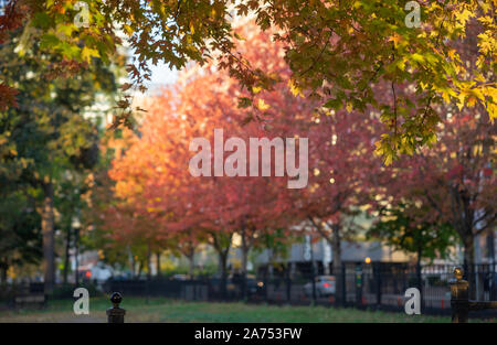 L'automne est ma période préférée de l'année et à l'automne à Toronto est spectaculairement coloré. Banque D'Images