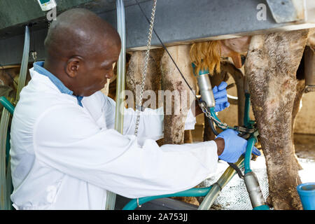 Ferme laitière en peignoir homme travaillant avec grange dans les machines à traire la vache automatique Banque D'Images