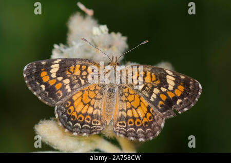 Phyciodes Phaon Crescent, phaon Banque D'Images