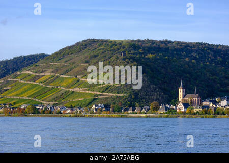 Vignobles en terrasses le long de Rhin à Lorch, Allemagne Banque D'Images