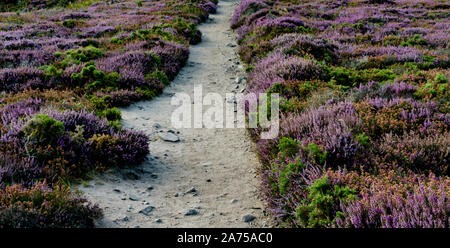 Sentier côtier de randonnée à travers le lilas et violet heath prés sur la côte de Bretagne Banque D'Images