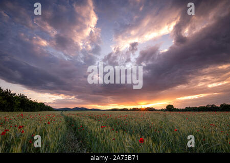 Coucher de soleil spectaculaire sur un champ de maïs avec des coquelicots Banque D'Images
