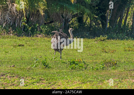 Nandou d'Amérique dans le parc du Pantanal au Brésil Banque D'Images