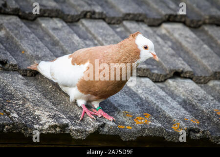 Österreichischer Ganselkröpfer assis sur un toit de pigeon, une race d'Autriche pidgeon Banque D'Images