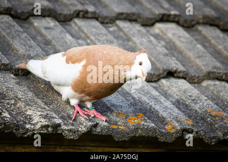 Österreichischer Ganselkröpfer assis sur un toit de pigeon, une race d'Autriche pidgeon Banque D'Images