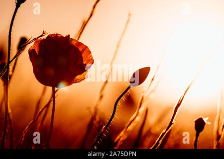 Détail d'une fleur de pavot rouge au soleil du soir Banque D'Images