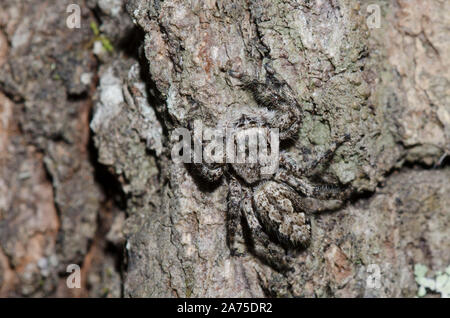 De la famille des Gradungulidae, Platycryptus undatus, camouflée sur l'écorce des arbres Banque D'Images