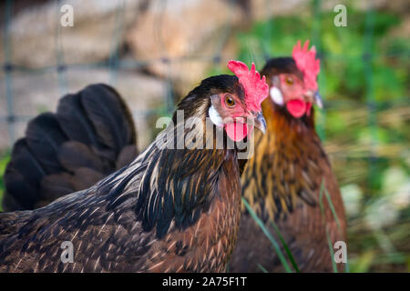 Proveis-Ultentaler poules poulet, une race de poulet du Tyrol du Sud Banque D'Images