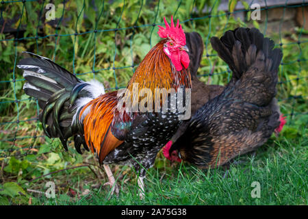 Proveis-Ultentaler les poulets, une race de poulet du Tyrol du Sud Banque D'Images