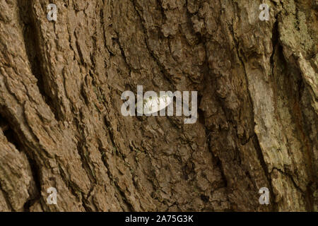 L'étiquette d'identification de l'arbre en aluminium avec un numéro séquentiel pour marquer les arbres indiqués pour la préservation ou la conservation ou d'actions de plantation catalogue Banque D'Images