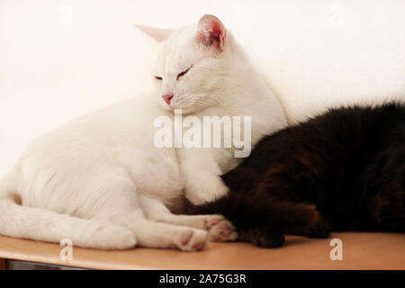 Les chats noir et blanc reste et dormir dans la salle de séjour de vacances. Mon doux deux chats femelles profiter à la maison sur l'armoire en bois dans mobilier confortablement. Banque D'Images