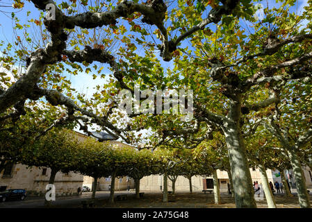 Platanes greffés ensemble pour fournir de l'ombre en été. Plaza de Viriato, Zamora. Espagne Banque D'Images