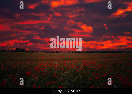 Champ de pavot avec ciel rouge spectaculaire Banque D'Images