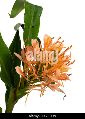 Fleur fleurs et de l'exotique, gingembre hardy lily, Hedychium 'hybride' Banque D'Images