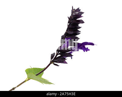 Fleur simple tige de la Purple a fleuri la moitié de la sauge arbustive hardy, Salvia 'Amistad' sur un fond blanc Banque D'Images