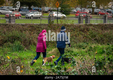 Chiens de randonnée pour femmes âgées dans le parc national de Killarney, à St. Cathédrale de Mary à Killarney, comté de Kerry, Irlande Banque D'Images