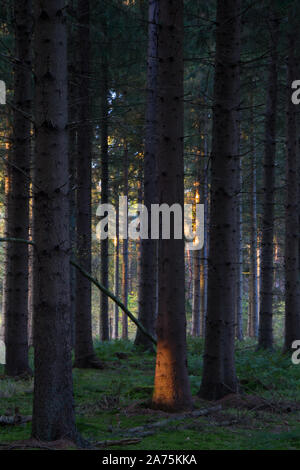 Forêt de pins sombres, un lightspot sur une tige de l'arbre et dans la distance que certains arbres sont éclairés par le soleil couchant Banque D'Images