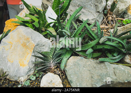 Diverses espèces de cactus dans 'jardin botanique Jevremovac' à Belgrade. Banque D'Images