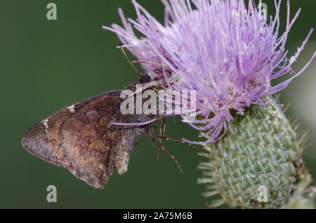 Araignée de crabe blanc, Misumenoides formosipes, se nourrissant de l'aile nord capturée, Cecropterus pylades, femelle sur chardon, Cirsium sp. Banque D'Images