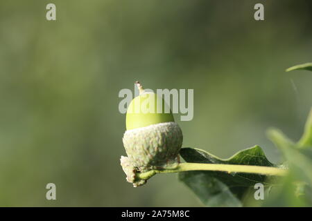 Close up d'un seul gland croissant sur un chêne vert placé sur un arrière-plan flou montrant la petite graine qui se développera en un énorme chêne Banque D'Images