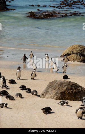 Colonie de pingouins africains à Boulders beach, Simonstown, Western Cape en Afrique du Sud Banque D'Images