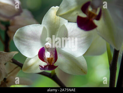 Fleurs TROPICALES Banque D'Images