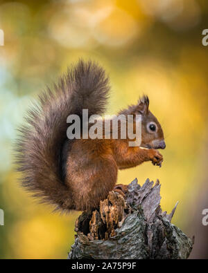 L'Écureuil roux (Sciurus vulgaris) sur l'île de Brownsea Poole Dorset / / Le sud de l'Angleterre / Royaume-Uni / British Isles Banque D'Images