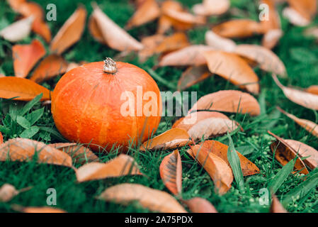 Orange citrouille sur l'herbe verte parmi des feuilles tombées. Banque D'Images