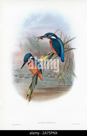 Kingfisher commun. Alcedo Ispida. Maintenant connue sous le nom de Alcedo atthis. Après un travail en anglais ornitholgist d'oiseaux et l'artiste John Gould, 1804 - 1881. À partir de son livre Les oiseaux de Grande-Bretagne, publié 1873. Banque D'Images